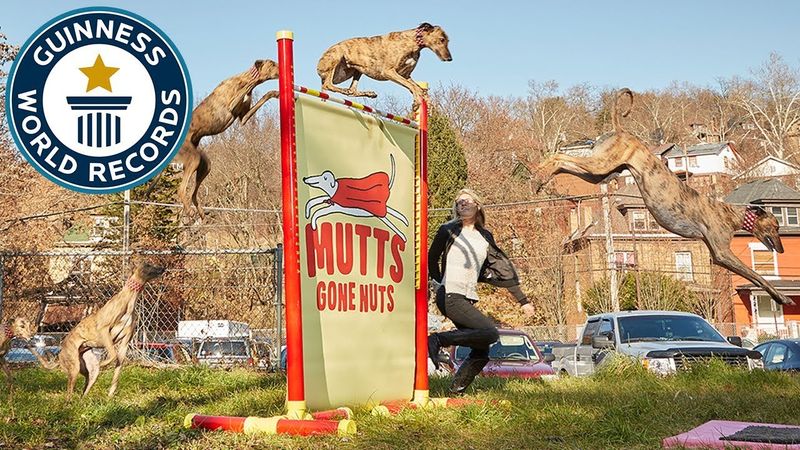 Highest Jump by a Dog