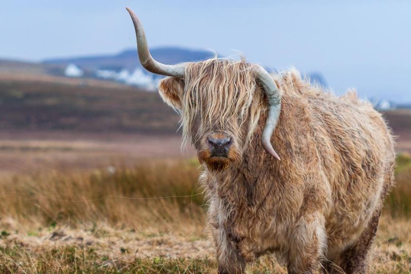 Highland Cows