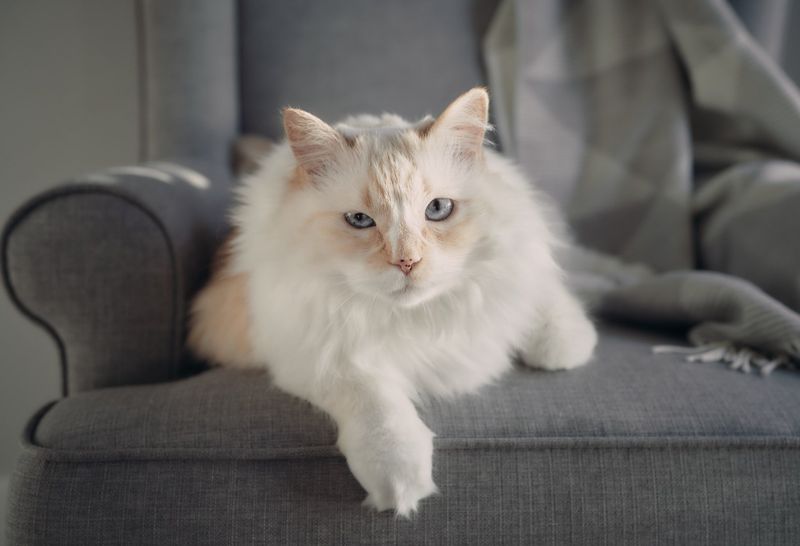 Himalayan