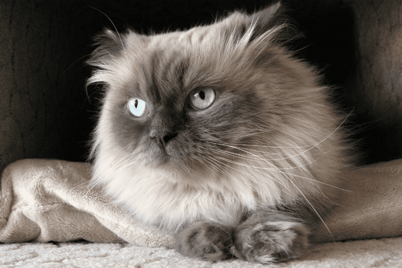 Himalayan