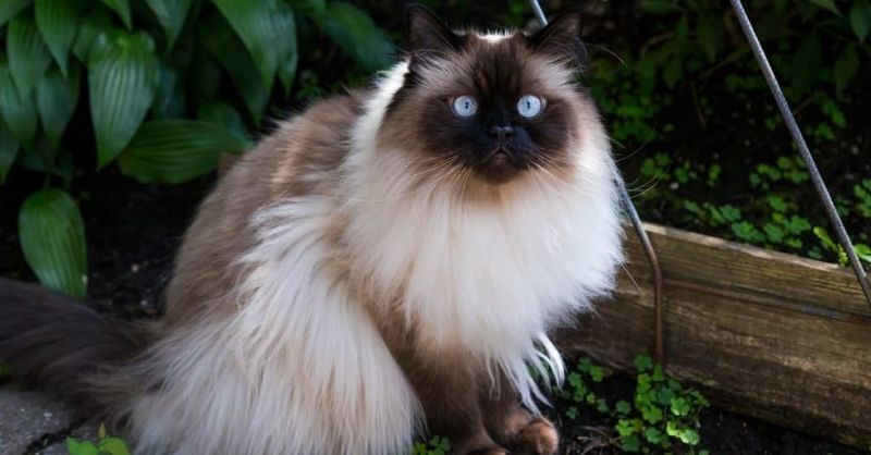 Himalayan