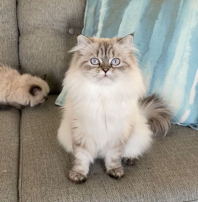 Himalayan