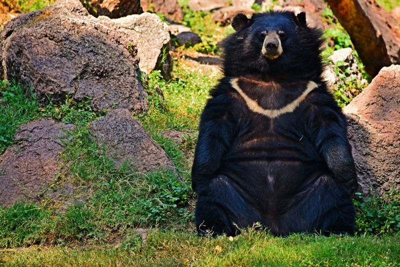 Himalayan Black Bear