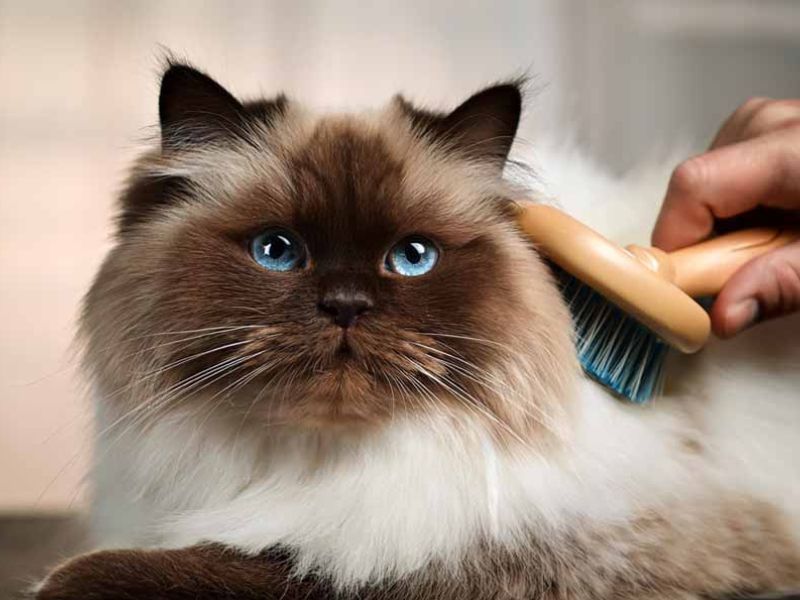 Himalayan Cat
