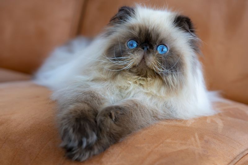 Himalayan Cat