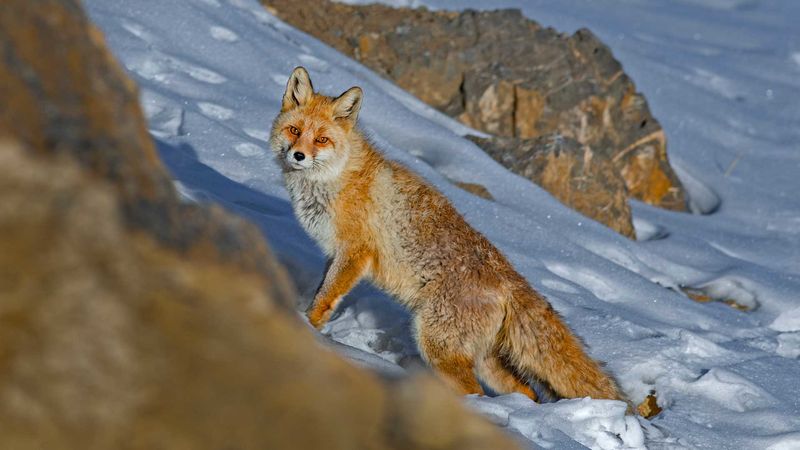 Himalayan Fox