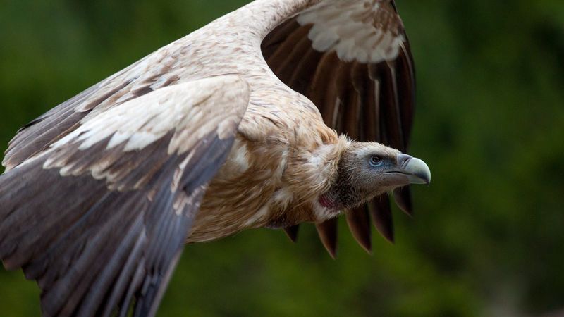 Himalayan Griffon