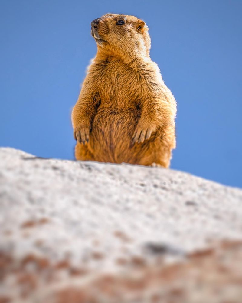 Himalayan Marmot