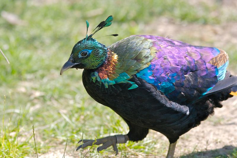 Himalayan Monal