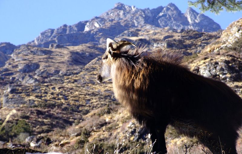 Himalayan Tahr