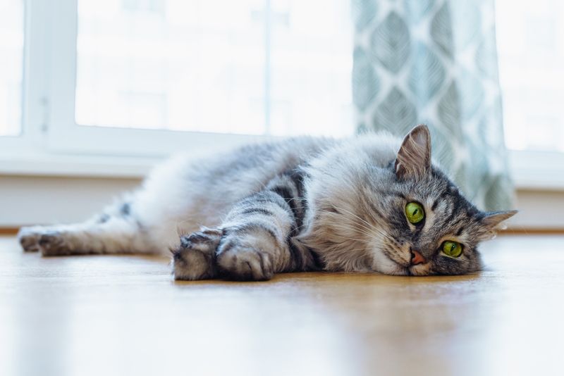 Hip Dysplasia in Maine Coons