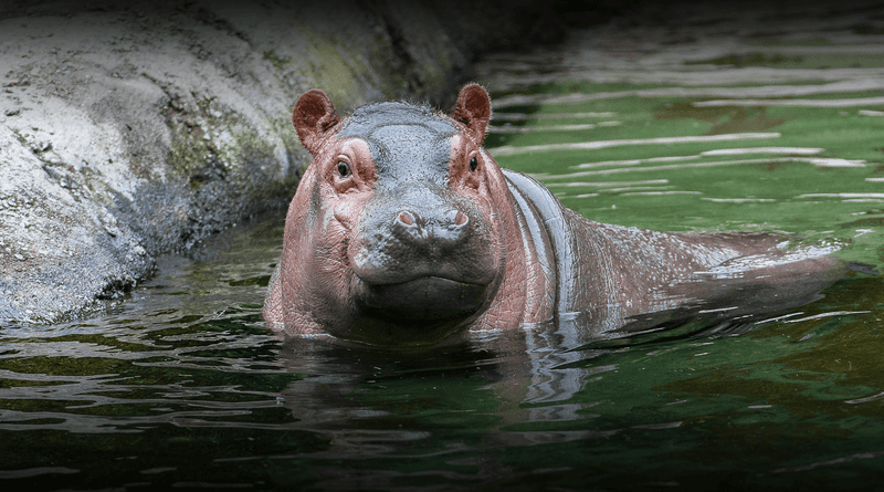 Hippopotamus