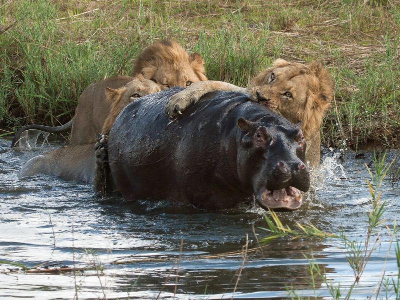 Hippopotamus