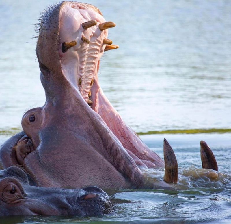 Hippopotamus