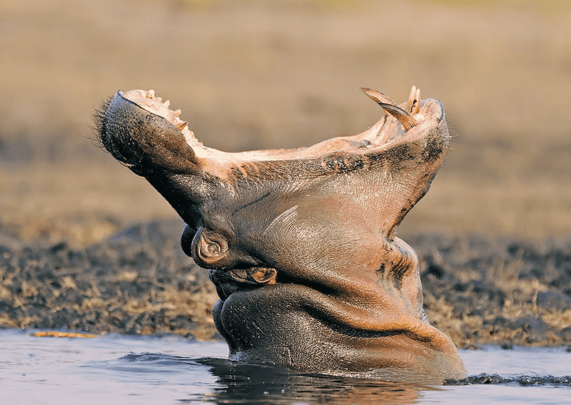 Hippopotamus