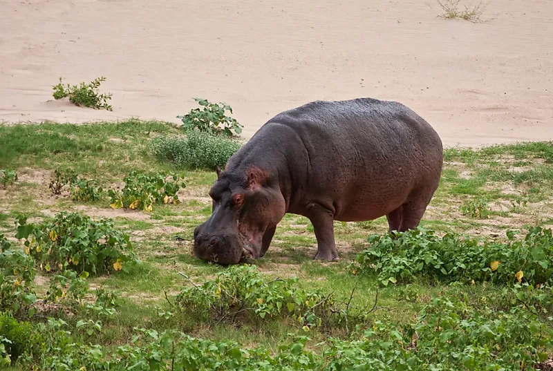 Hippopotamus