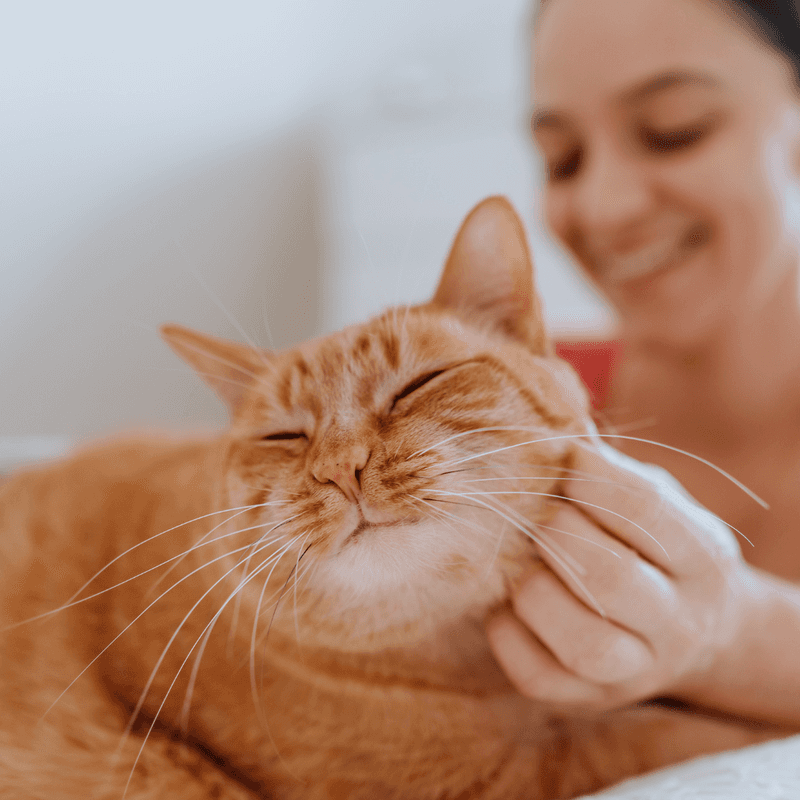Hire a Cat Sitter