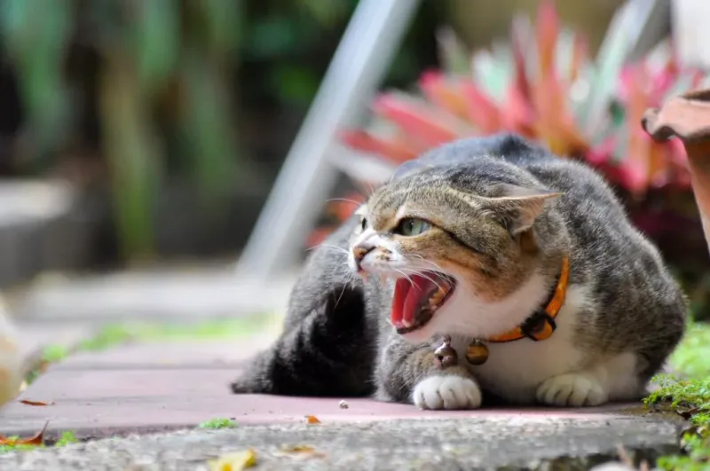 Hissing When Approached