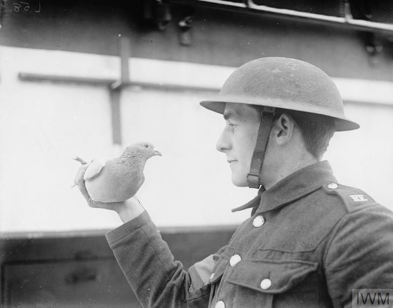 Historical Significance of Pigeons