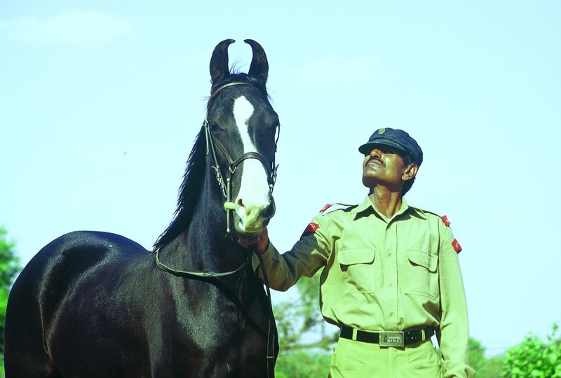 Historical War Steed