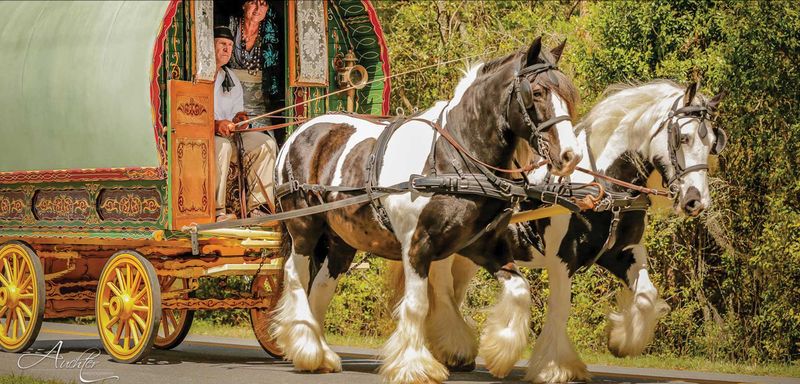 History of Traveler Companions