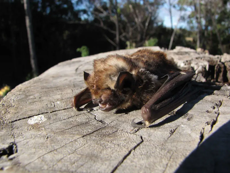 Hoary Bat