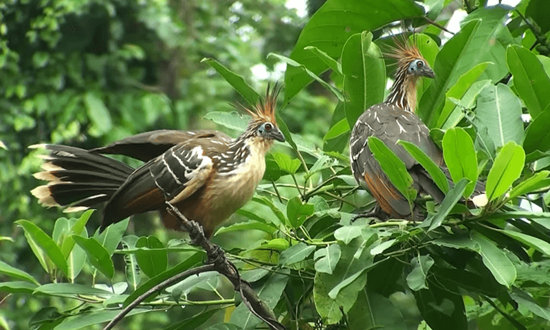 Hoatzin