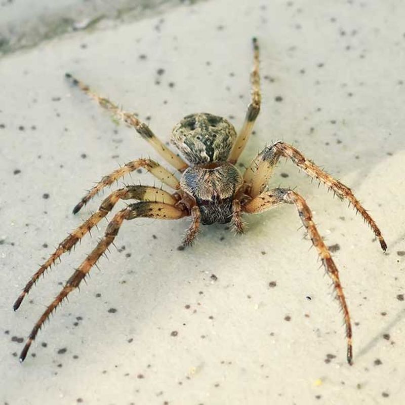 Hobo Spider