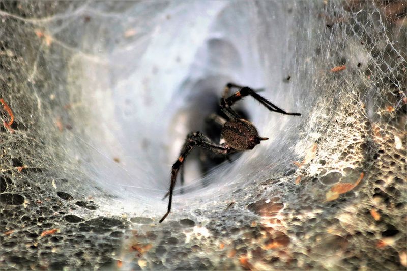 Hobo Spider
