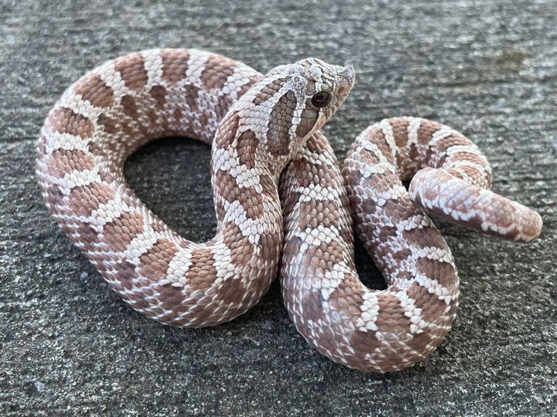 Hognose Snake