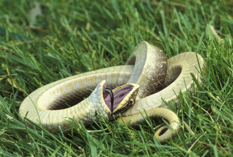 Hognose Snake