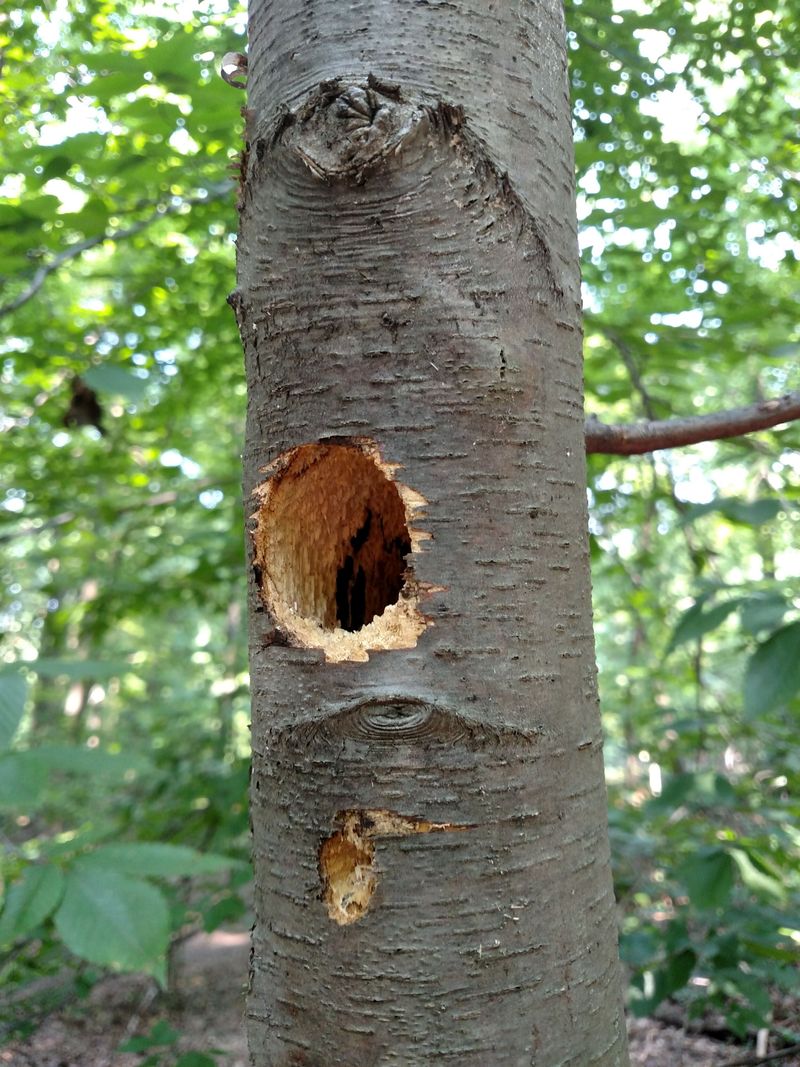 Holes in Trees