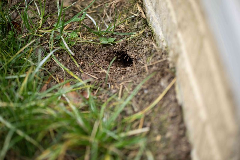 Holes in the Lawn