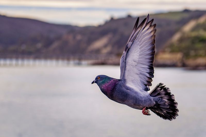 Homing Pigeon