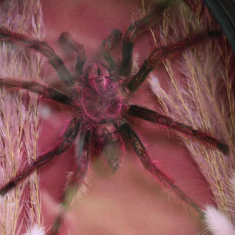 Honduran Rose Tarantula