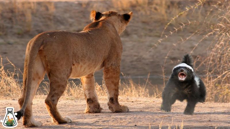 Honey Badger