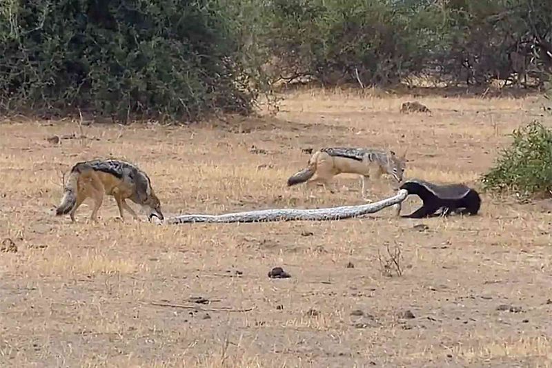 Honey Badger