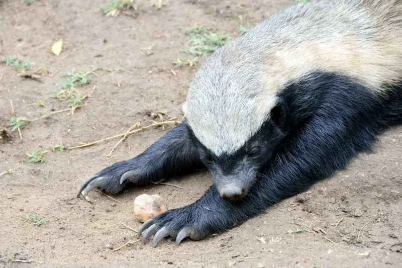 Honey Badger