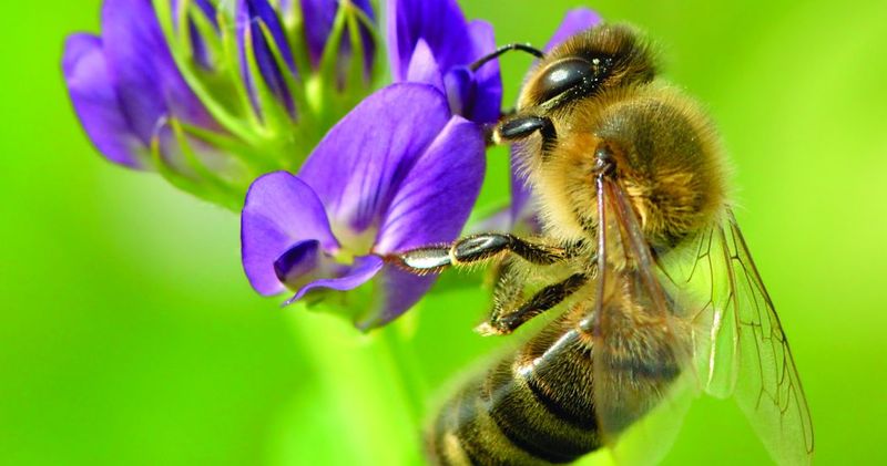 Honeybee
