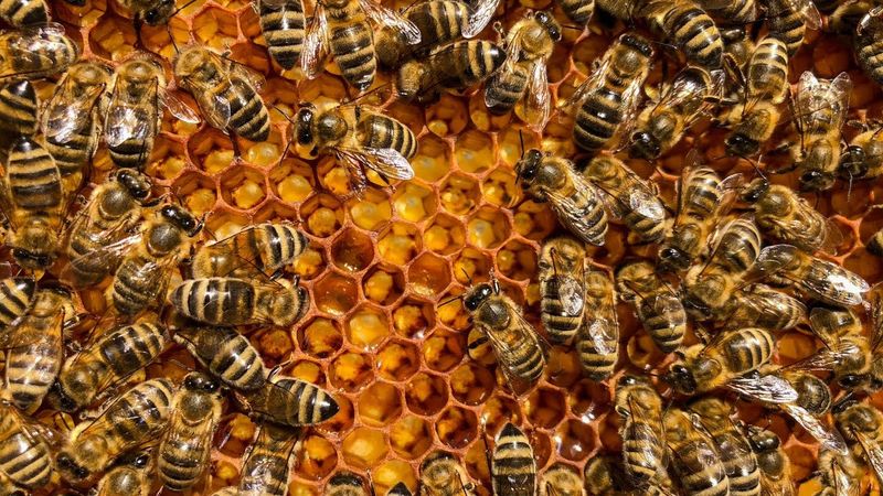 Honeybee