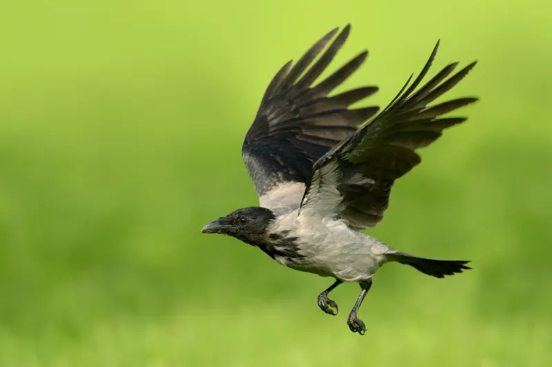 Hooded Crow