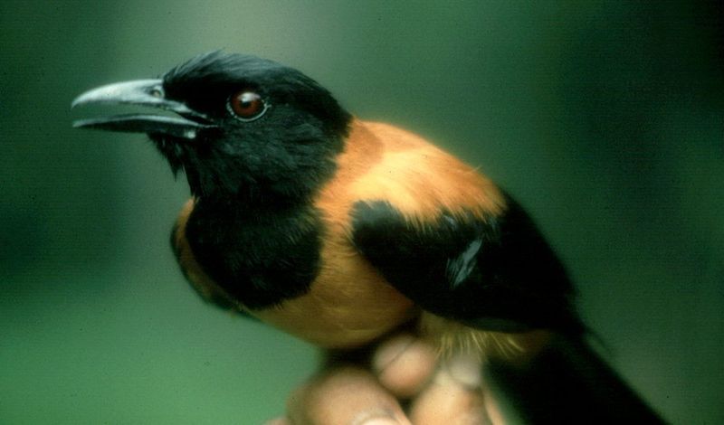 Hooded Pitohui