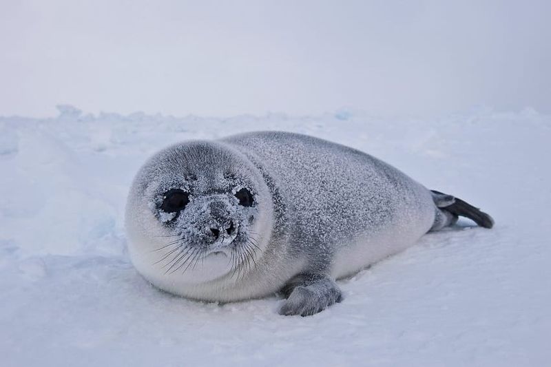 Hooded Seal