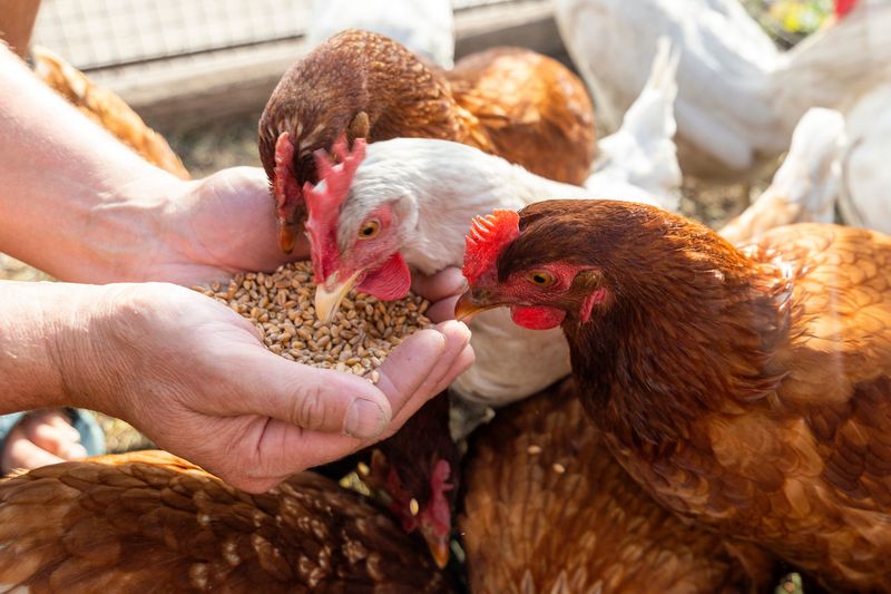 Hormone and Antibiotic Use