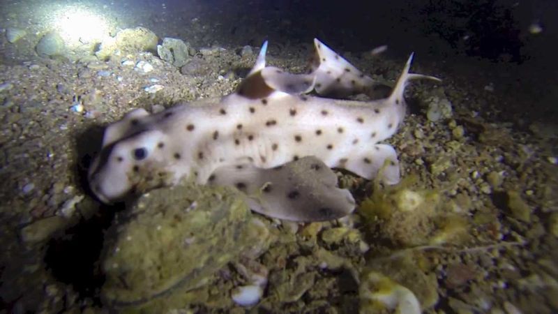 Horn Shark