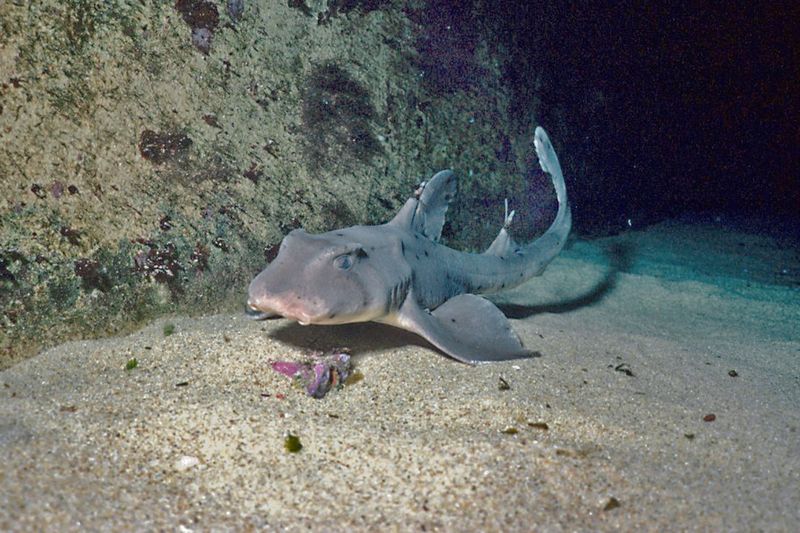 Horn Shark