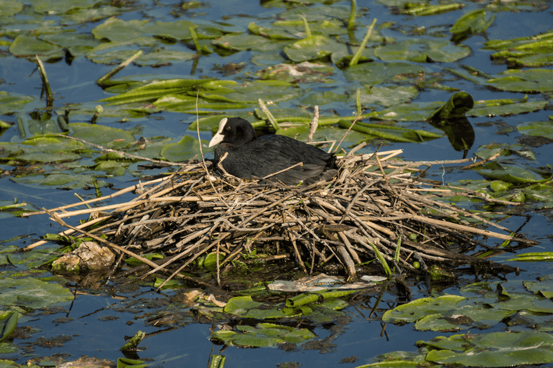 Horned Coot