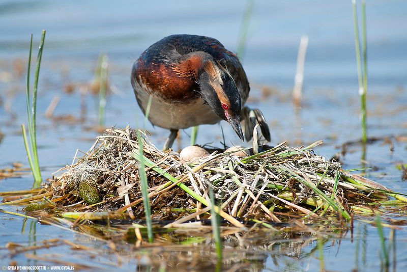 Horned Grebe