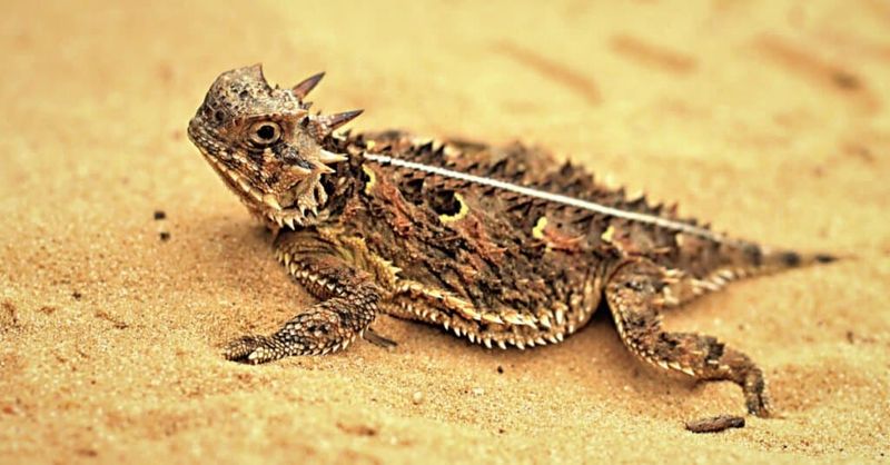 Horned Lizard