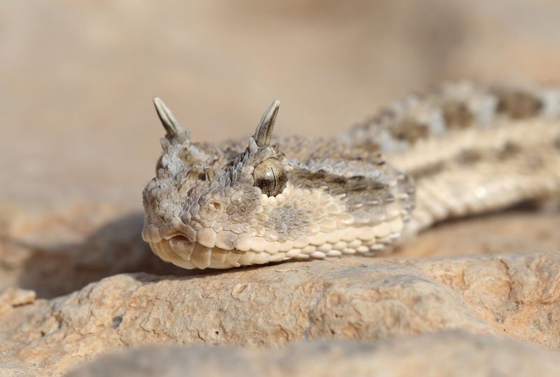 Horned Viper